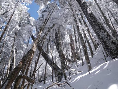 ゴジラの背の直下の樹林帯