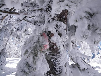 大棚入山山頂のピンクテープ
