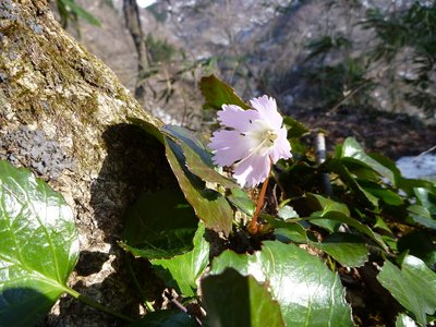 s-P1030754.jpg (458.14 KiB) 閲覧された回数 6694 回 トクワカソウ