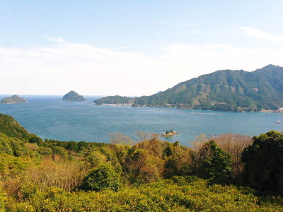 〇 尾鷲湾見下ろす、甘夏ミカンの里