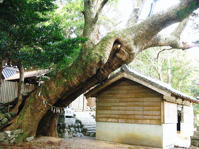 〇 ココの神社におりたですか