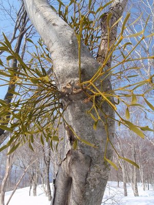 P3280204.jpg (181.93 KiB) 閲覧された回数 6053 回 ヤドリギに寄生されたブナ