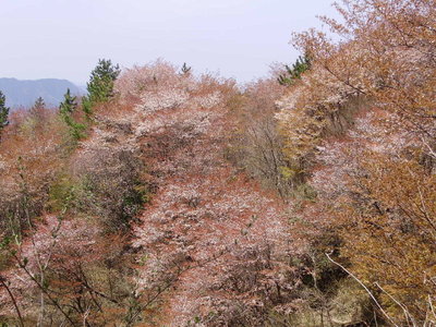 昨年４月１８日です