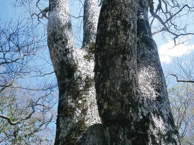 ふるっちゃうような大木