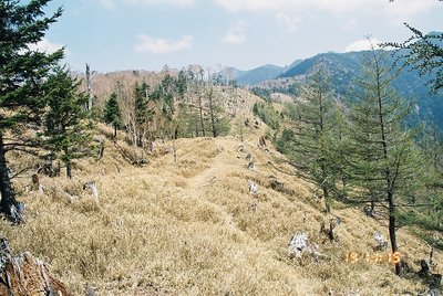 　気持ちのよい稜線の笹原