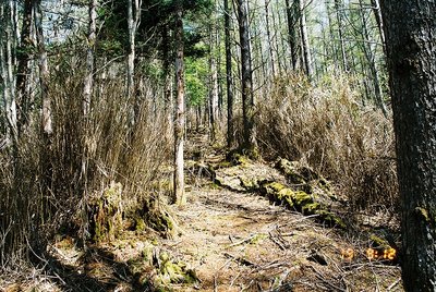 　立ち枯れた笹が密生しているが、道アトははっきりとあった
