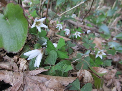 ミヤマカタバミ