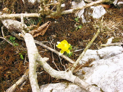 〇 霊仙山の福寿草、福がきますように
