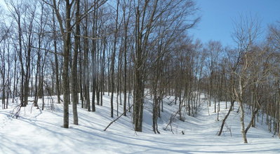 小荒島付近のブナ林