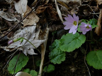 イワザクラ(10日)