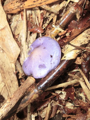 【紫のツヤビカリするきのこ・・・紫スキップ（式部）と名づけようっと】