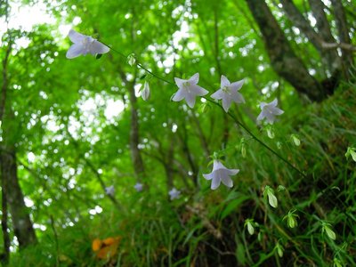 この山域に咲くソバナの花